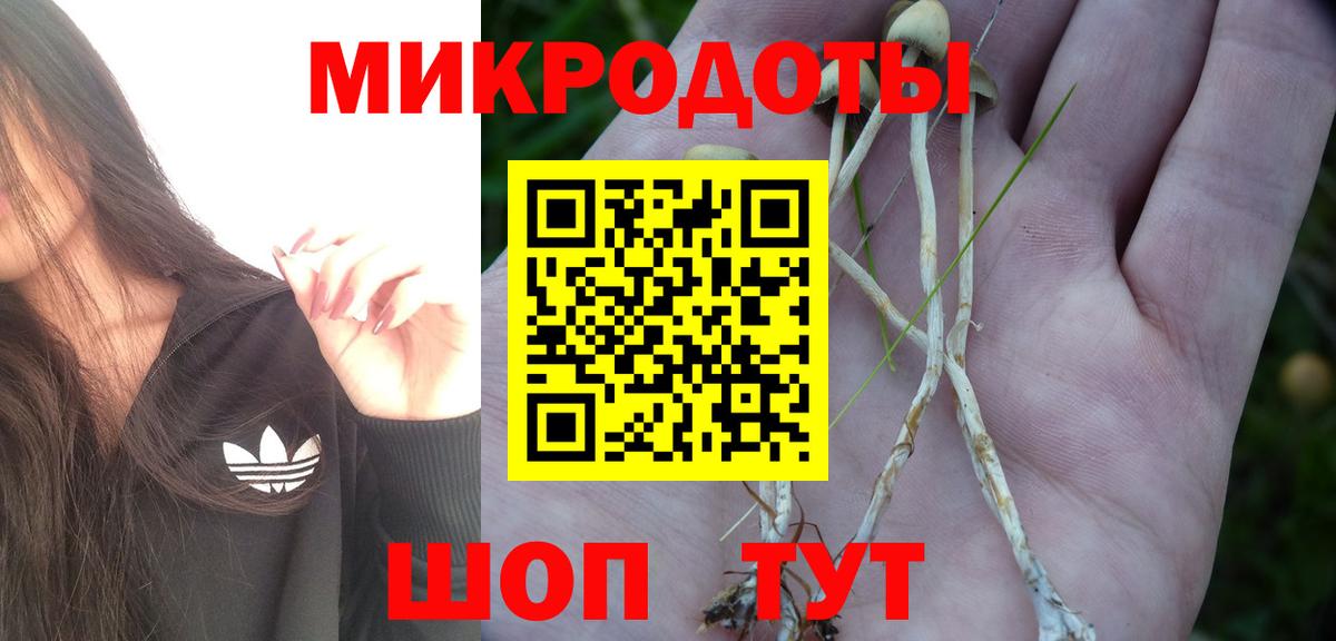 Галлюциногенные грибы Psilocybe Тихвин